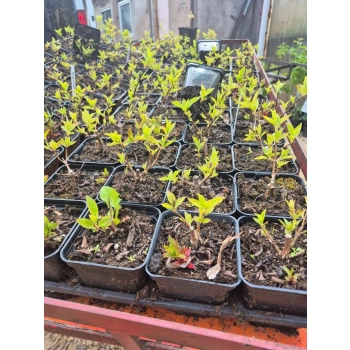 HORTENSJA różowo-biała odporna na mróz - sadzonki 5 / 10 cm